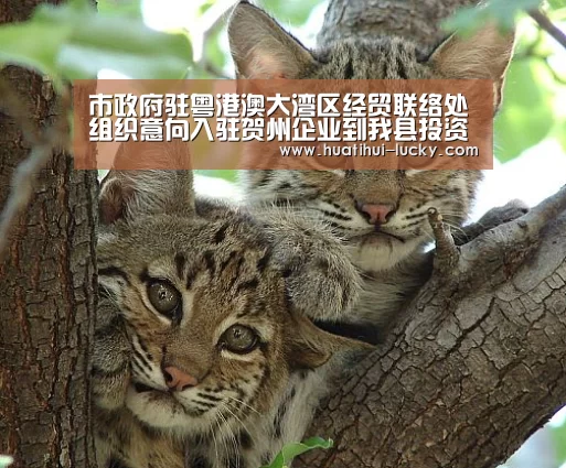 市政府驻粤港澳大湾区经贸联络处组织意向入驻贺州企业到我县投资考察‘华体会亚洲体育’(图4) 华体会滚球